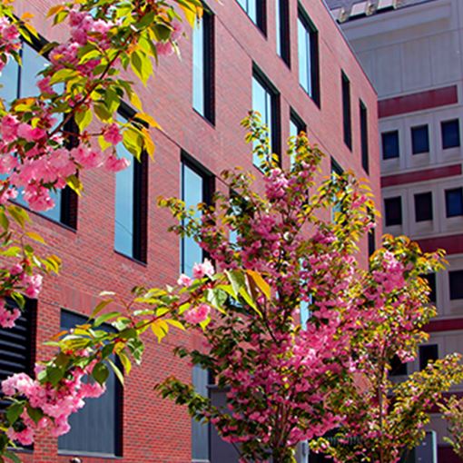 Bloom trees in front of official building