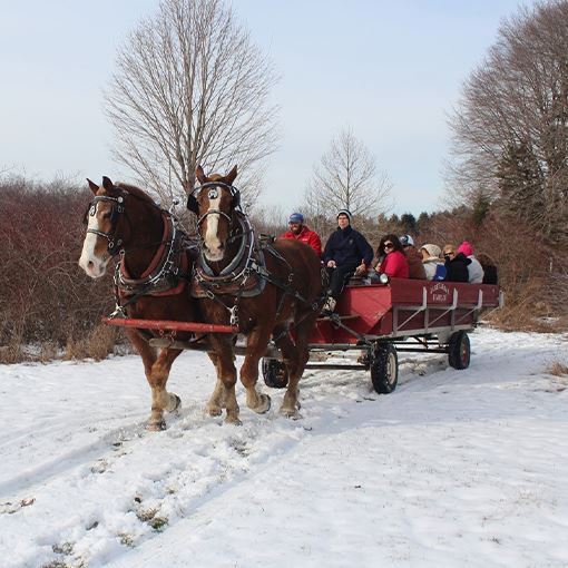 Horse drawn carriage ride in winter